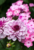 Dahlien (Dahlia) in Rosa- und Weißtönen im Garten