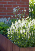 Steppen-Salbei (Salvia nemorosa) im blühenden Gartenbeet vor Ziegelmauer