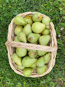 Green pears in wicker basket