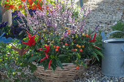 Korallenstrauch (Solanum pseudocapsicum), Chilischoten, Strauchbasilikum 'African Blue' in Blumenkorb