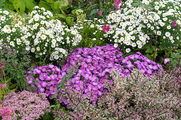 Cushion aster (Aster dumosus), shrub veronica (Hebe), great stonecrop (Sedum telephium) in a border