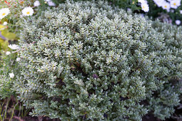 Shrub veronica (Hebe) in a flowerbed