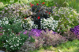 Bushy aster (Aster dumosus), dahlias (Dahlia), Kalimeris, Veronica (Hebe)