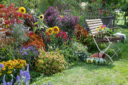 Sonnenblumen (Helianthus), Sonnenbraut (Helenium), Herbstastern, Großblütige Abelie (Abelia grandiflora) und Langblättriger Ehrenpreis (Veronica longifolia) in Blumenbeet