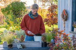 Plant the box with succulents in the fall