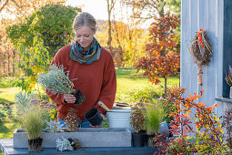 Blumenkasten im Herbst mit Sukkulenten Kreuzkraut (Senecio) 'Winter Whispers', Coprosma, Echeveria, Wolfsmilch (Euphorbia martinii) 'Ascot Rainbow', Fetthenne (Sedum) und Segge (Carex) bepflanzen