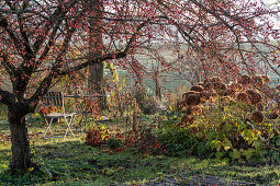 Ornamental apple tree with fruits in autumn and snowball hydrangea (Hydrangea arborescens)