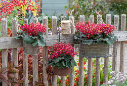 Flower pots hanging from the fence, saxifrage (Saxifraga cortusifolia) 'Dancing Pixies'