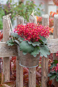 Flowerpot hanging on fence, saxifrage (Saxifraga cortusifolia) 'Dancing Pixies'