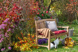 Gartenbank vor Blumenbeet mit Kissenastern (Aster dumosus), Dahlien und Lampionblume (Physalis alkekengi) und Hund