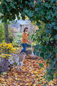 Frau bei der Gartenarbeit im Herbst, Herbstchrysanthemen (Chrysanthemum) und Hedera (Efeu)