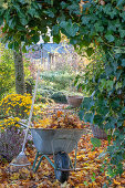 Gartenarbeit im Herbst, Herbstchrysanthemen (Chrysanthemum) und Hedera (Efeu)