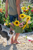 Woman with bouquet in watering can in front of flowerbeds with sunflowers (Helianthus Annuus), switchgrass (Panicum virgatum), roses (Rosa) 'Fairy' and a domesticated cat
