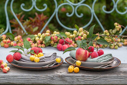 Tischdeko mit Äpfeln (Malus Domestica), Zieräpfel 'Golden Hornet', 'Red Sentinel' und 'Evereste', Obsternte