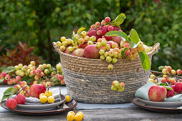 Tischdeko mit Äpfeln (Malus Domestica), Zieräpfel 'Golden Hornet', 'Red Sentinel' und 'Evereste' in Weidenkorb, Obsternte