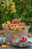 Tischdeko mit Äpfeln (Malus Domestica), Zieräpfel 'Golden Hornet', 'Red Sentinel' und 'Evereste' in Weidenkorb, Obsternte