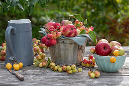 Tischdeko mit Äpfeln (Malus Domestica), Zieräpfel 'Golden Hornet', 'Red Sentinel' und 'Evereste'