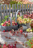 Erntedankstillleben mit Äpfeln, Zieräpfel (Malus Domestica), Kastanien und Walnüssen