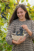 Young woman harvesting blue table grapes (Vitis Vinifera)