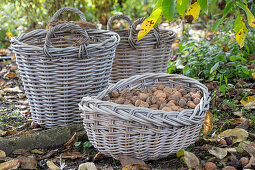 Walnuts (Juglans regia) after harvest in wicker baskets