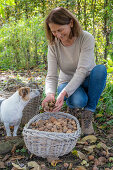 Woman harvesting walnuts (Juglans regia) in wicker baskets, with dog in garden
