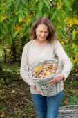 Woman harvesting walnuts (Juglans regia) in wicker baskets in the garden