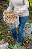 Woman harvesting walnuts (Juglans regia) in wicker baskets in the garden