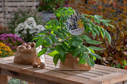Bee tree or honey ash (Tetradium daniellii) as a gift and walnuts on garden table