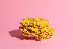 Goldene Austernpilze vor rosa Hintergrund