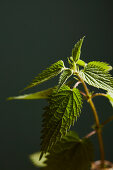 Nettle