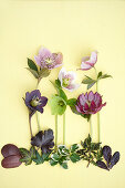 Helleborus-Tableau