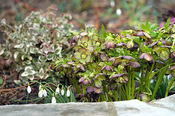 Helleborus and snowdrops in the garden