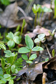 Christrosen, Helleborus-Pflänzchen beim Einpflanzen ins Beet