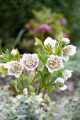 Christmas roses (Helleborus), in the bed