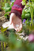 Christmas roses (Helleborus) in calcareous soil (sustainable fertilization with eggshells)