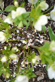 Christmas roses (Helleborus) in calcareous soil