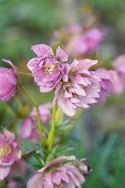 Helleborus, hybrid, portrait