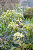 Stinkende Nieswurz (Helleborus foetidus)