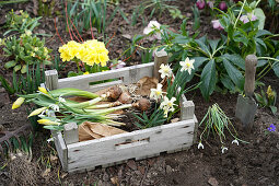 Daffodils with bulbs in a wooden box