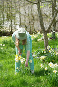 Frau pflückt Narzissen (Narcissus) im Frühlingsgarten