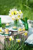 Picnic in the meadow with daffodils and muffins