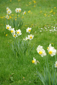 Flower meadow with daffodils