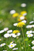 Löwenzahn (Taraxacum) und Gänseblümchen auf Frühlingswiese