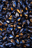 Mussels (picture-filling)