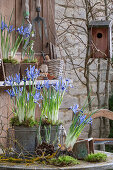 Zwerg-Iris (Iris reticulata) 'Clairette in Blechtöpfen und Schneeglöckchen (Galanthus) mit Erdballen auf Gartentisch