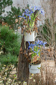 Zwerg-Iris (Iris reticulata) 'Clairette' in alten Blechtöpfen aufgehängt an Holzpfosten