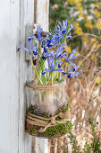 Zwerg-Iris (Iris reticulata) 'Clairette' in Glasvase an Hauswand hängend