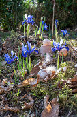 Iris reticulata;Harmony