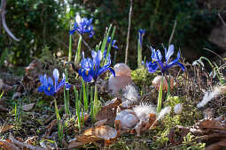 Zwerg-Iris (Iris reticulata) 'Purple Hill' im Garten eingepflanzt