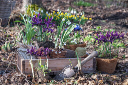 Zwerg-Iris (Iris reticulata) 'Purple Hill' und Schneeglöckchen (Galanthus) in Töpfe und Beet einpflanzen